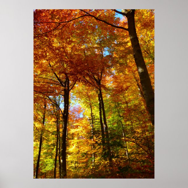 Poster des arbres d'automne (Devant)
