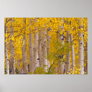 Poster Des aspens d'automne dans le col Kebler, au Colora