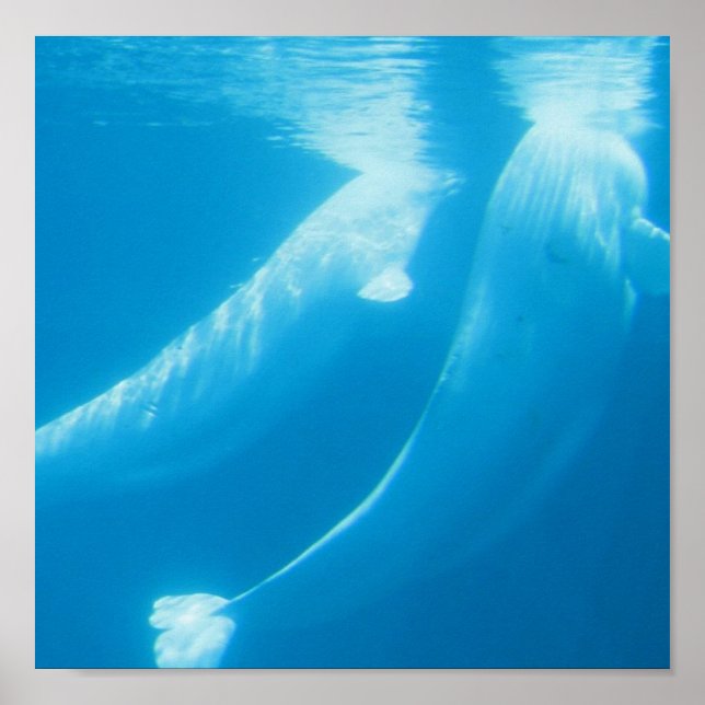 Poster des baleines de Beluga (Devant)
