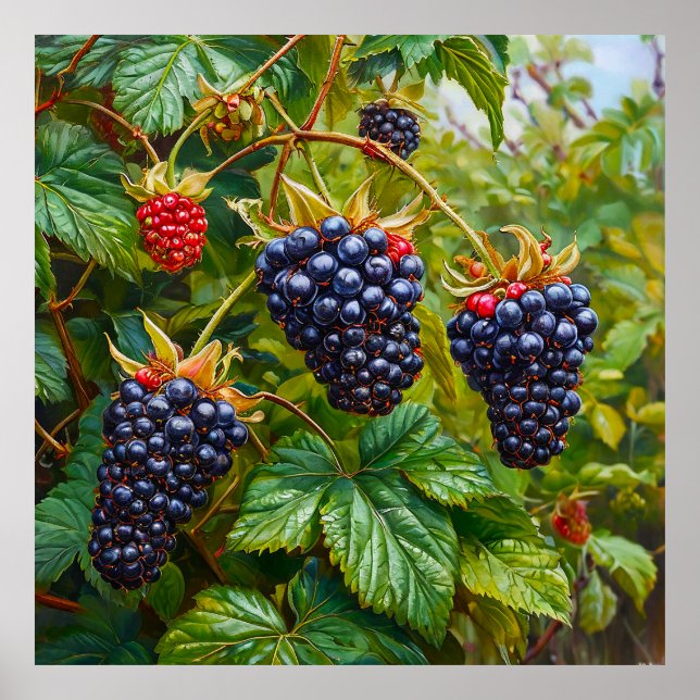 Poster Des Blackberry mûrs contre Bush contre un vert ver (Devant)