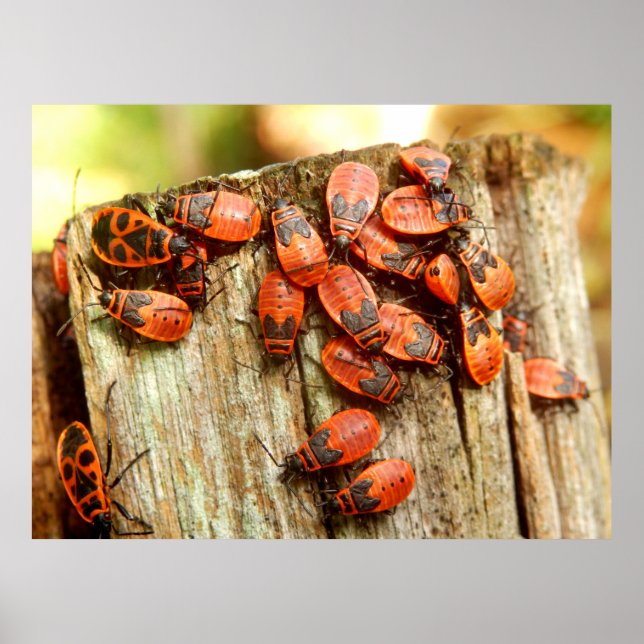 Poster des bogues à feu (Devant)