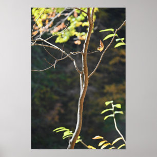 Poster des branches d'arbre