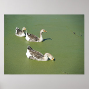 Poster des canards marécageux no 2 du 4 mars