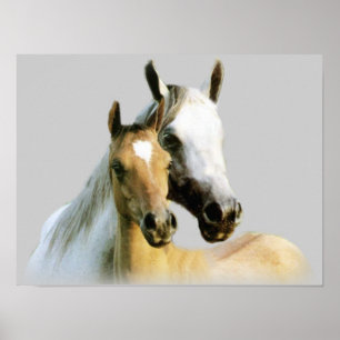 Poster des Cheval Buddies
