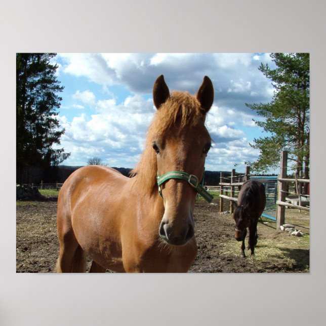 Poster des chevaux (Devant)