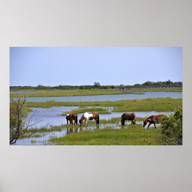 Poster des Chevaux Sauvages d'Assateague (Devant)