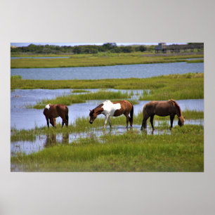 Poster des Chevaux Sauvages d'Assateague