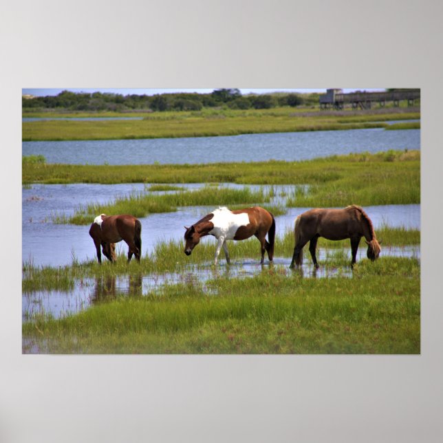 Poster des Chevaux Sauvages d'Assateague (Devant)