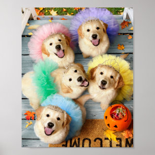 Poster Des chiots en or ou un traitement