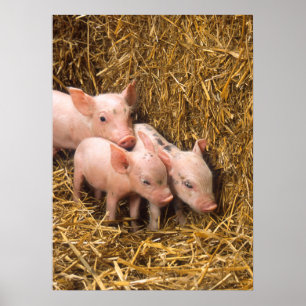 Poster des cochons mignons