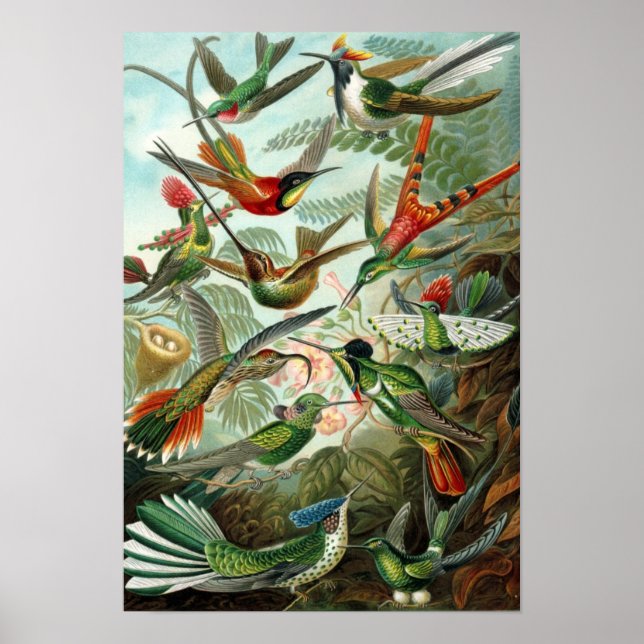 Poster des colibris de Haeckel (Devant)