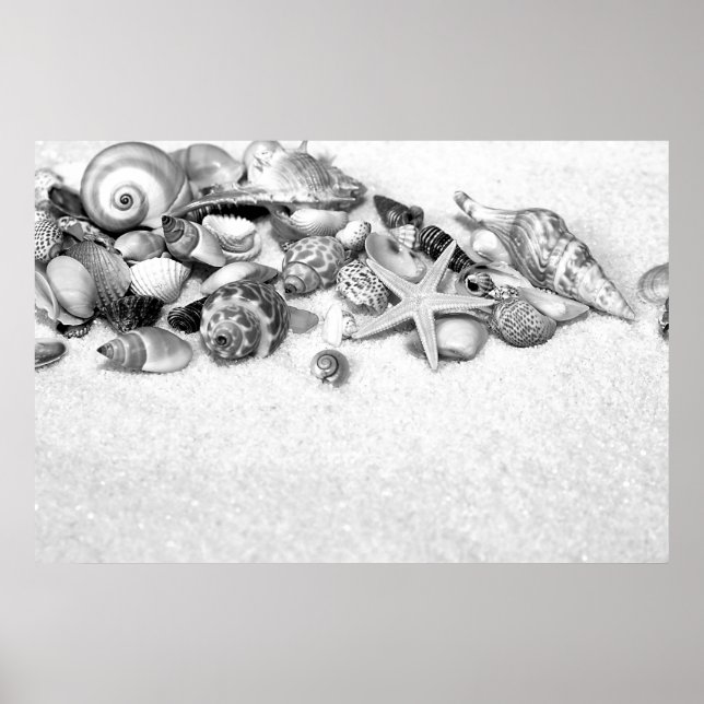 Poster des coquillages (Devant)