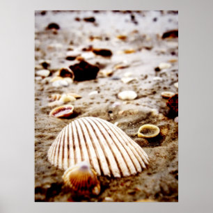 Poster Des coquillages en bord de mer.. Imprimer