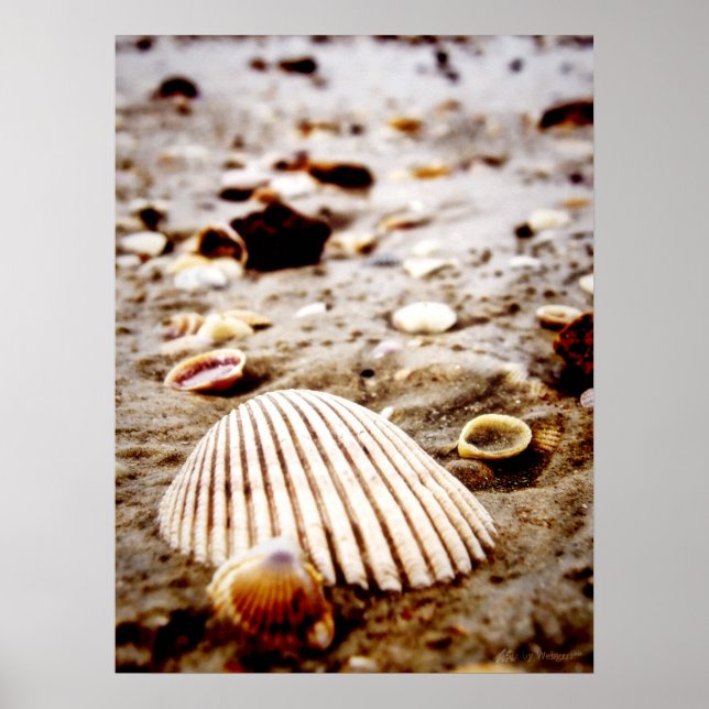 Poster Des coquillages en bord de mer.. Imprimer (Devant)