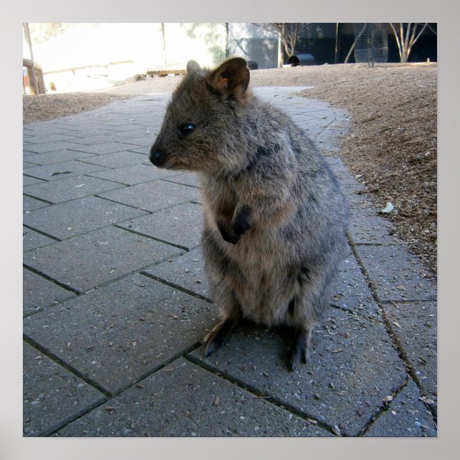 Poster "Des coups de bâton en Australie : une Quokka gris (Devant)