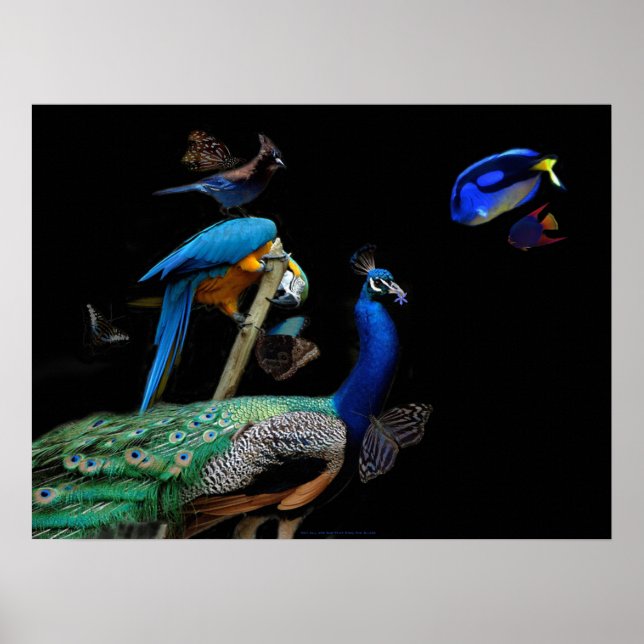 Poster Des créatures éblouissantes (Devant)