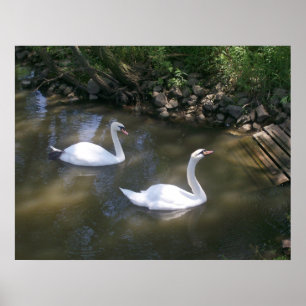 Poster des cygnes curieux