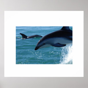 Poster des dauphins