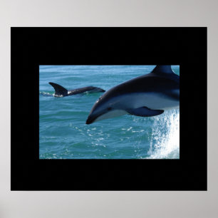 Poster des dauphins