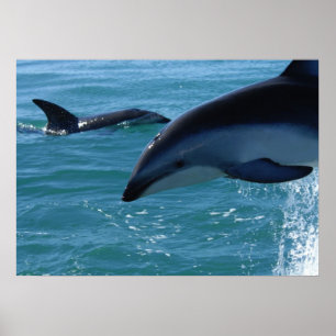 Poster des dauphins