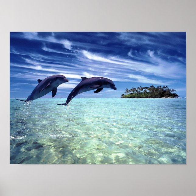 Poster des dauphins (Devant)