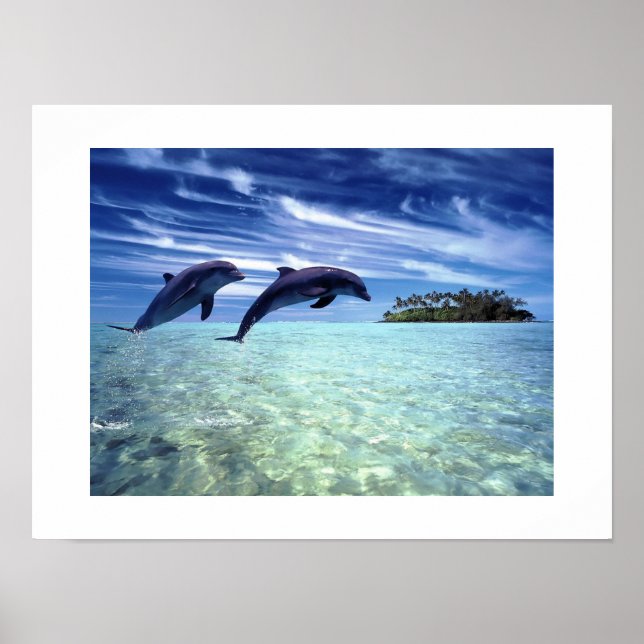 Poster des dauphins (Devant)