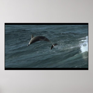 Poster des dauphins de Bottlenose