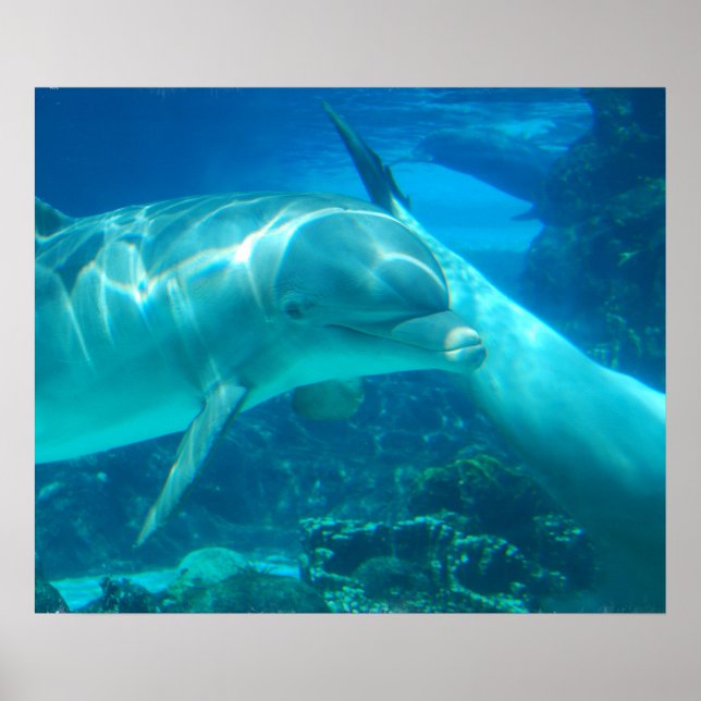 Poster des dauphins joueurs (Devant)