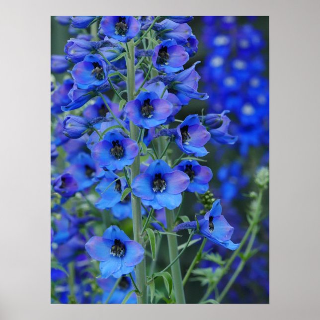 Poster des Delphiniums Bleus (Devant)