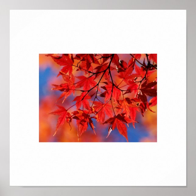 Poster des feuilles d'automne (Devant)
