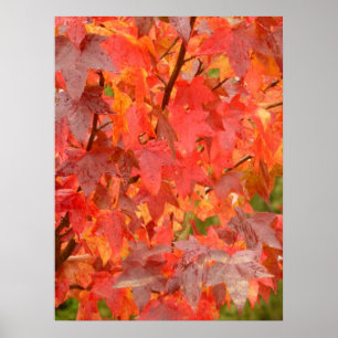 Poster des Feuilles de Liquidambar