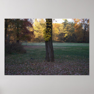 Poster des Feuilles jaunes sur l'arbre