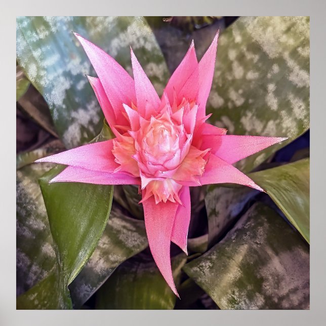 Poster des fleurs (Devant)