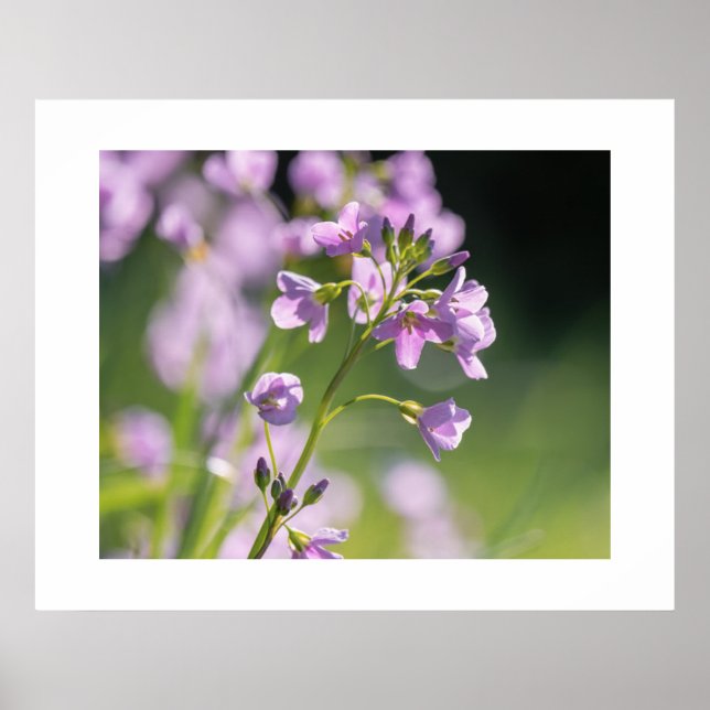 Poster des fleurs (Devant)