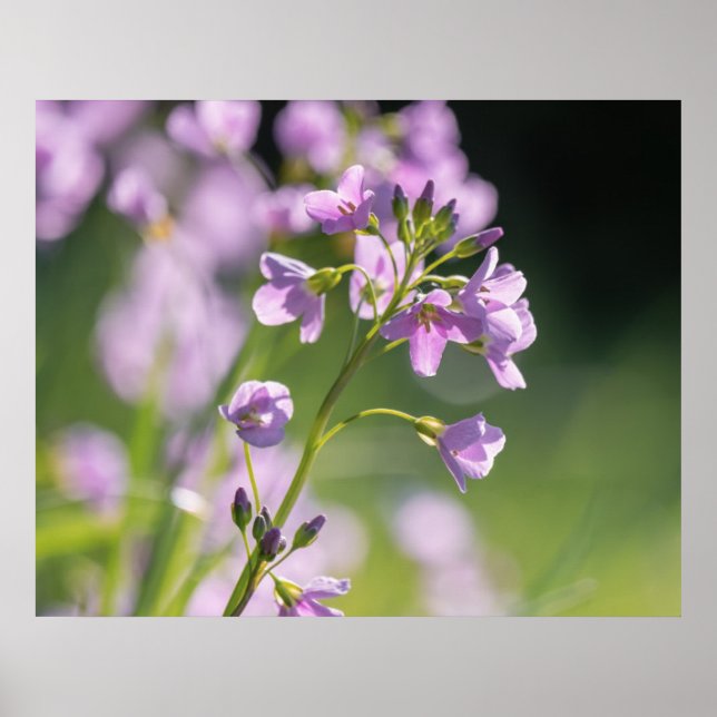 Poster des fleurs (Devant)
