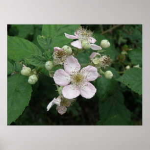 Poster des fleurs Blackberry
