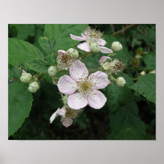 Poster des fleurs Blackberry (Devant)
