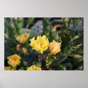 Poster des fleurs de cactus jaunes
