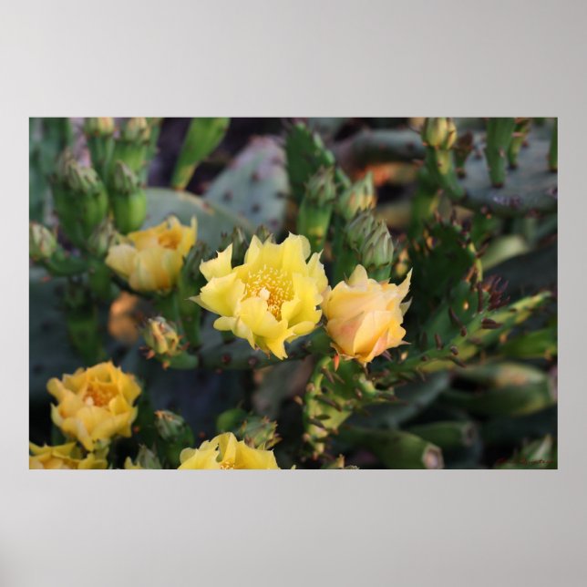 Poster des fleurs de cactus jaunes (Devant)