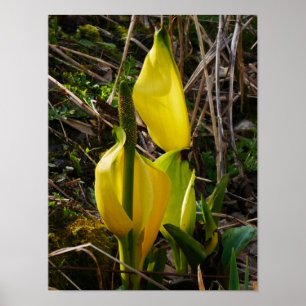 Poster des fleurs de choux à la peau jaune