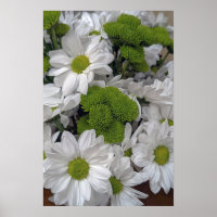 Poster des fleurs de chrysanthème