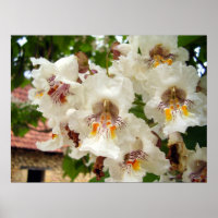 Poster des fleurs de haricots indiens