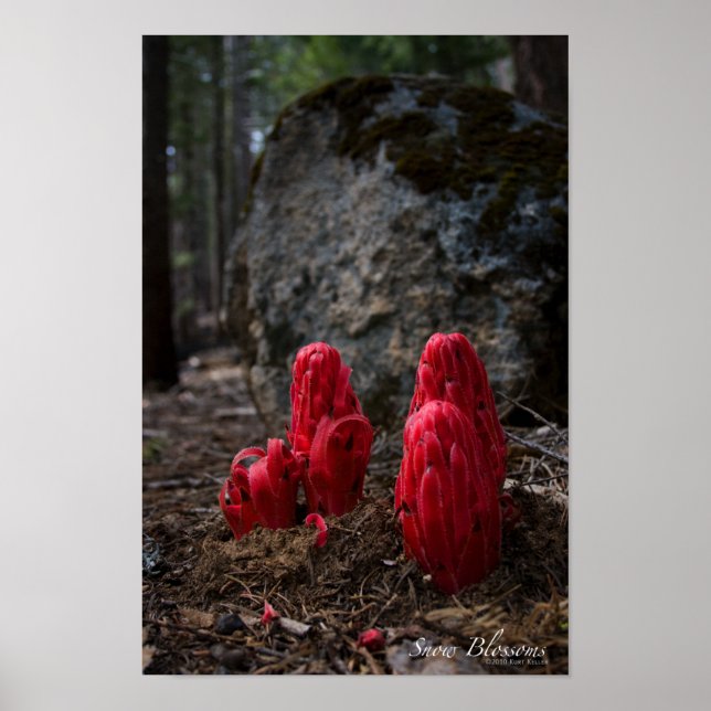 Poster des fleurs de neige (Devant)