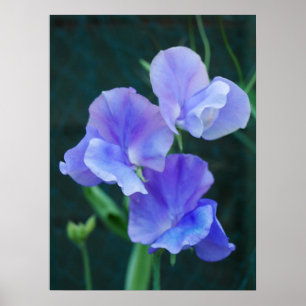 Poster des fleurs de pois doux bleu