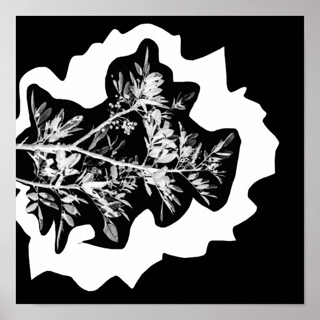Poster des fleurs de poivre Poster de la nature Fe (Devant)