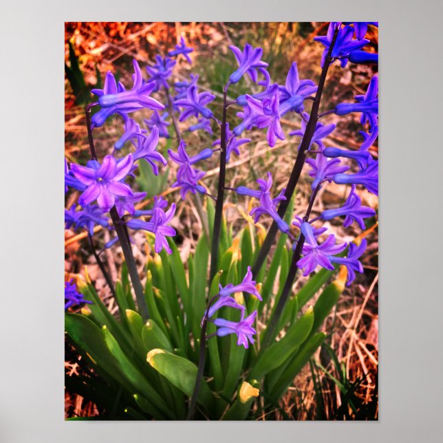 Poster des fleurs de printemps violettes (Devant)