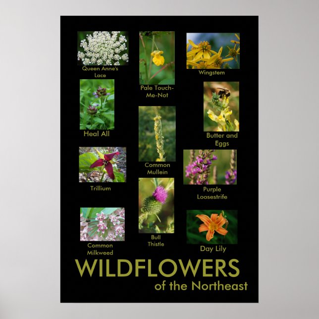 Poster des fleurs sauvages du Nord-Est (Devant)