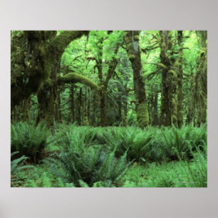 Poster Des fougères recouvrant une forêt pluviale aux Jeu