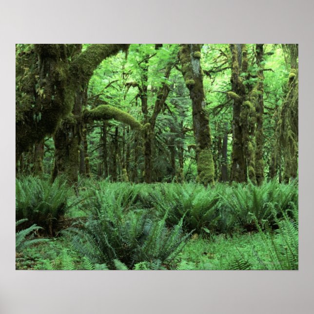 Poster Des fougères recouvrant une forêt pluviale aux Jeu (Devant)