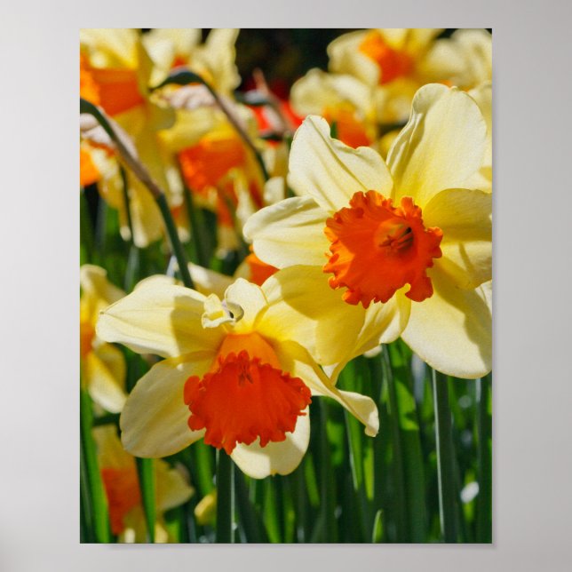 Poster des jonquilles (Devant)